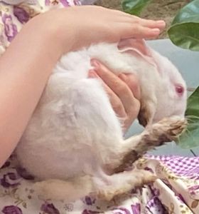 OKKK, so MY WHITE BUNNY DIED TODAY :( Idk how we just found her dead RIP Bunny