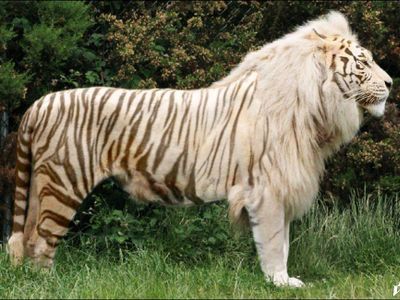 BEHOLD THE MAJESTY OF THE WHITE LIGER