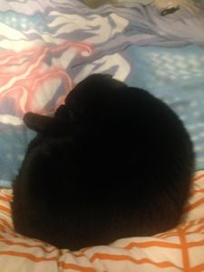 My cat always knows the cutest ways to curl up... Hence why we named him Curley XD