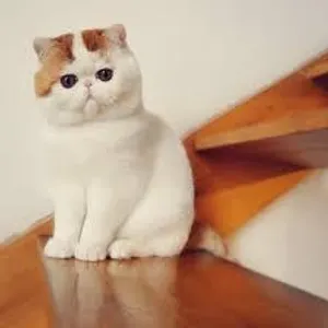 SenpaiDawn's Photo SenpaiDawn's Photo