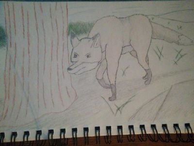 A hunting Fox.