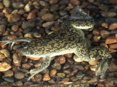 OMG AFRICAN CLAWED FROGS ARE SO CUTE IM SDUHFS;DUKFH;AFDGIUS;RIFGHUWAEIGRFHWI;387;RHLWEUF AAAAA??!?!