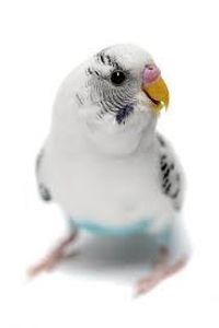 TheRavenclawBudgie