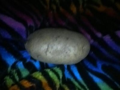 Potato