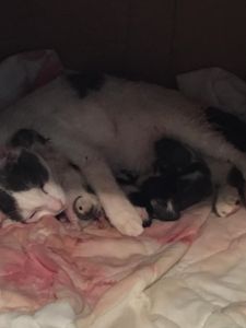 5 Kittens!