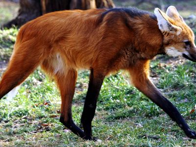 Maned Wolf