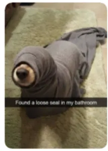 AceyPuppy's Photo AceyPuppy's Photo