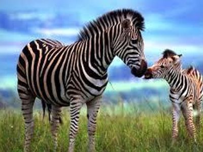 AnOldZebra