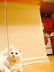 Maxdatlitmix2505's Photo Maxdatlitmix2505's Photo