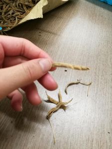 these seed pods look like edamame aaaa