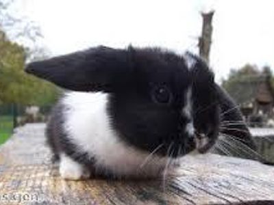 Fluffeh Bunneh