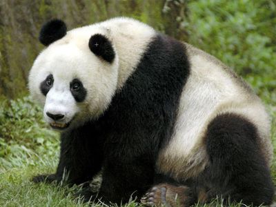 Panda4Ever00100