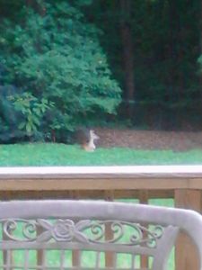 Look what i fond in my backyard