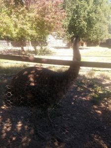 joy's pet emu Wemmu