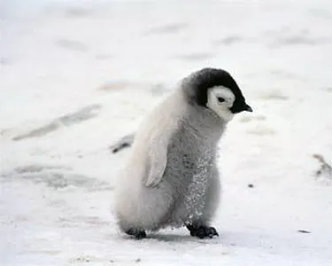 bluepenguin bluepenguin