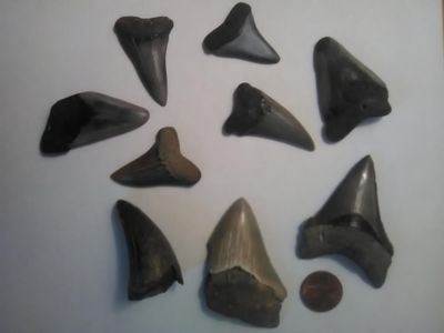 Eh-just some shark teeth