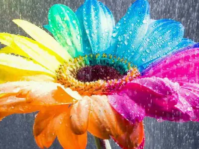 ScentedJasmine_101's Photo ScentedJasmine_101's Photo