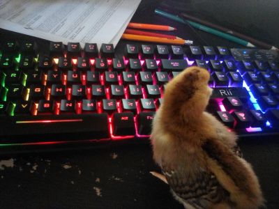 awwww he saw me typing on my keyboard and decided to help by pecking at the keys