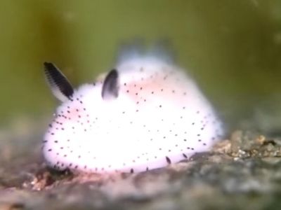 sEA BUNNY