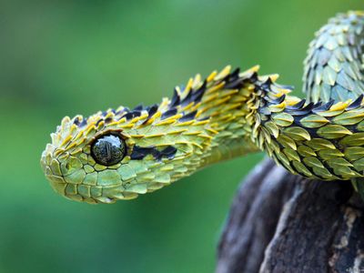 The Bush Viper aka My Fav Snake