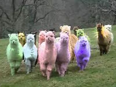 LLAMA ARMY.