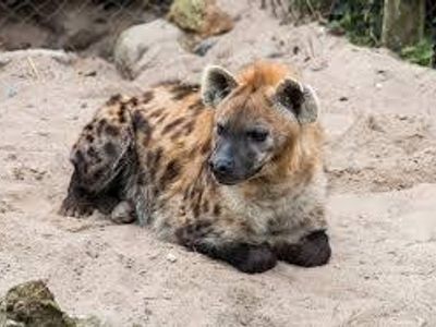 Hyena loaf!!