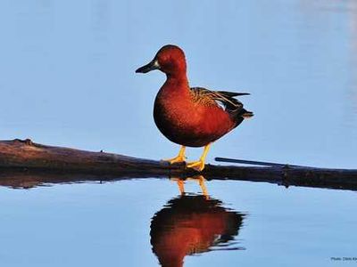 cinnamon teal ducks are the prettiest ducks and are my favorite