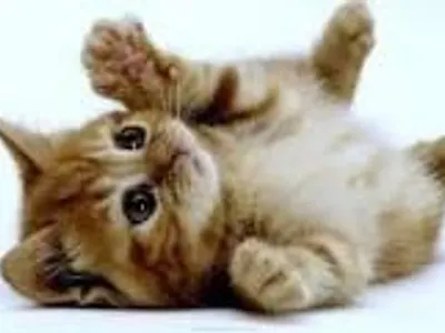 Fan_Fic_Author Fan_Fic_Author