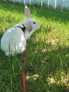 Dusty's first time on a leash, she liked it ^w^