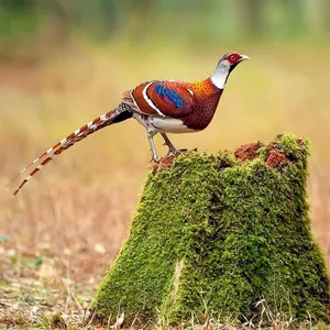 ChocolerryPOP's Photo ChocolerryPOP's Photo