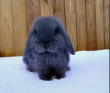 Blu_the_bunny