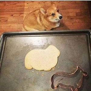 Newskitty's Photo Newskitty's Photo