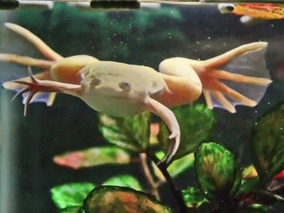 HE LOOKS LIKE AN AXOLOTL!! FULFILL UR DREAM AND BE THAT AXOLOTL, BABEY!!!