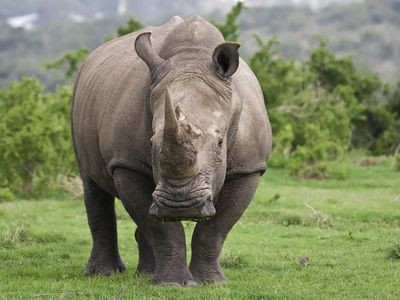 This rhino is on the verge of extinction! Save the northern white rhino!!!!