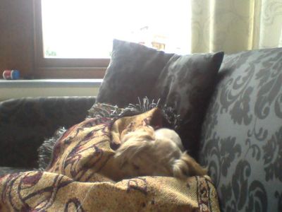 My cute wittle doggy all wrapped up, aww