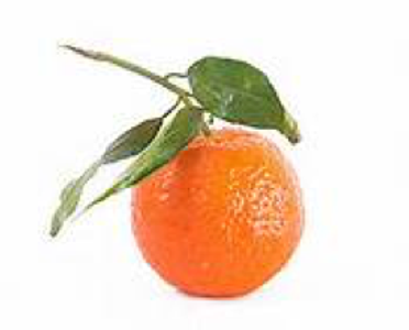 satsuma