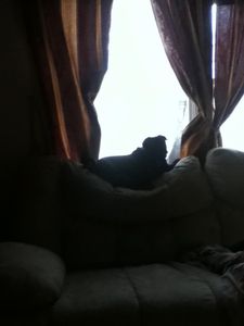 Uhh... My pug thinks he's a cat XD