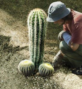 Penis Cactus (plant) A cactus shaped like the male genitalia. Can be harvested and sold for 200 game