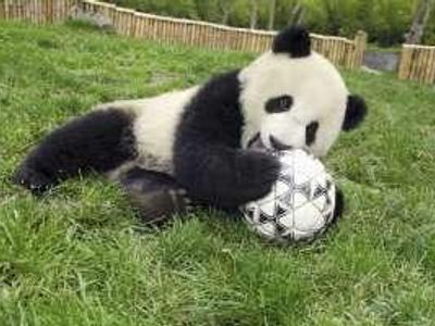 panda ?