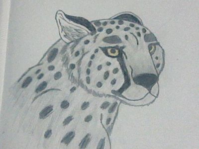 im still proud of my drawing [cheetah]