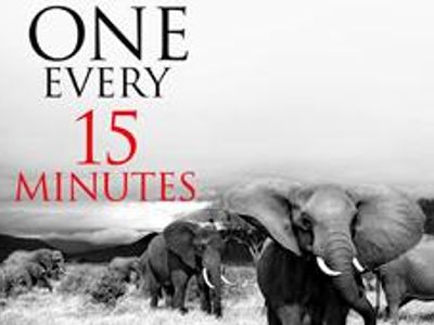 One elephant dies every fifteen minutes... D: DX