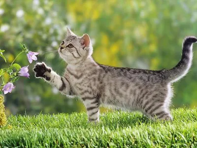 kitten_lover_7 kitten_lover_7