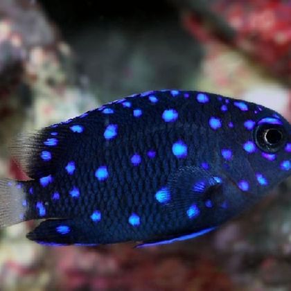 sparkles,,, woa,,, (jewel damselfish)