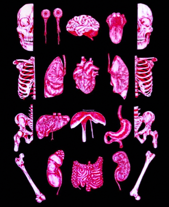 tw: bones and organs