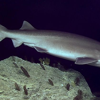 sir what r u doing so far underwater (sixgill shark)