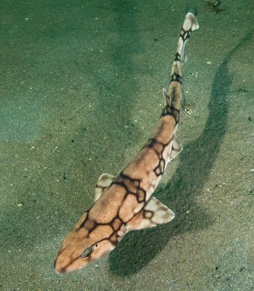 snake print babe (chain catshark)