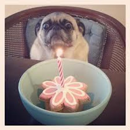 Happy birthday, Pug!