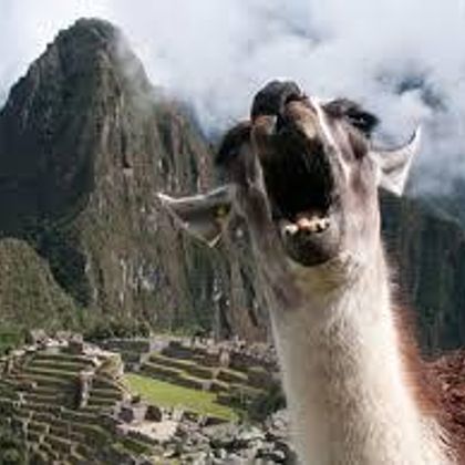 The mating call of the llama