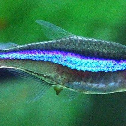 very smol (green neon tetra)