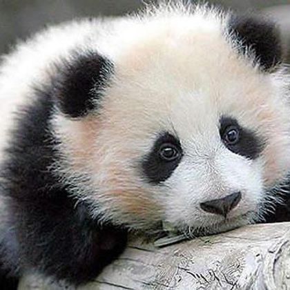 Here is a random pic of a cute panda bear!!